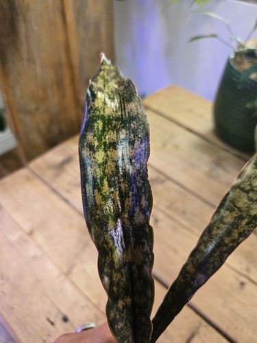 Sansevieria coppertone kirkii - coppertone,