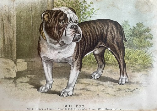 Antique victorian bulldog - antique,