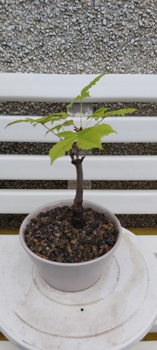 Semi bonsai horse chestnut - semi,