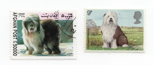 Old english sheepdog - english,