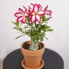 Desert Rose (Adenium Obesum) rare indoor houseplant pink bloom plant 6cm pot
