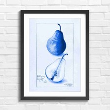 Wilder Early Pear Fruit