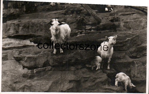 1940 mountain goat the - mountain,