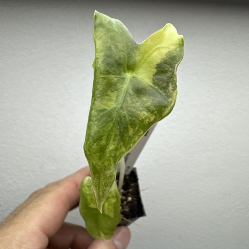 Alocasia nobilis aurea - alocasia,