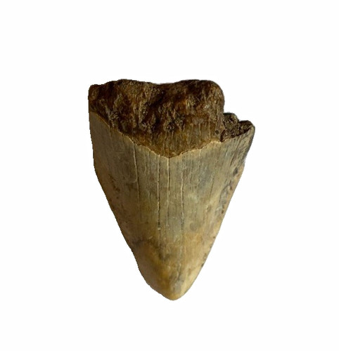 Megalodon shark tooth - megalodon,