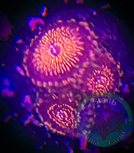 Saf night crawler - saf~night, zoanthid
