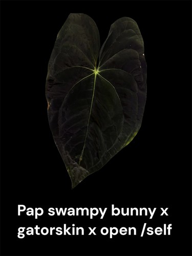 Anthurium papillilaminum