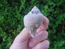 LARGE CLASSIC Bartonian Eocene