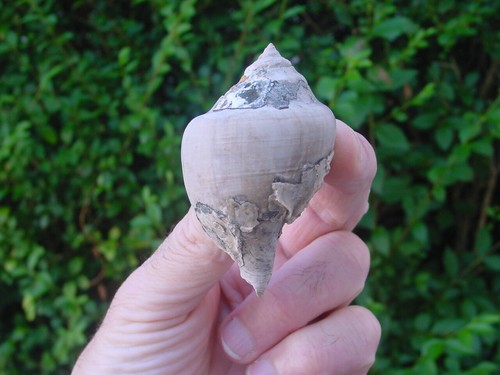 Large classic bartonian eocene - bartonian,