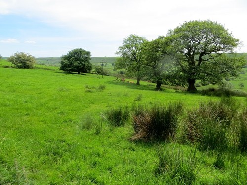 Photo grassland above - photo,