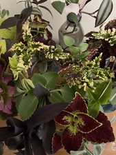 Mystery Cutting Box 3x Different ROOTED House Plant Cuttings Succulents ?SALE