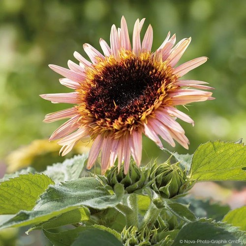 Sunflower astra rose - astra, 15