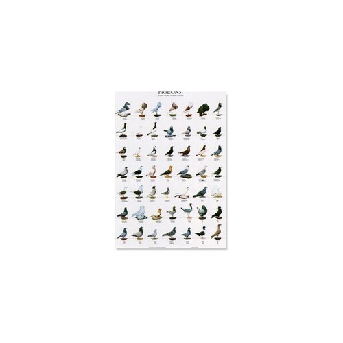 Poster pigeons large show - poster, (2)