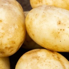 Scottish Seed Potatoes Various