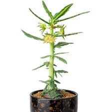 Dorstenia hildebrandtii 10