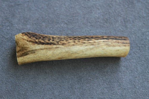 Real red deer antler section - antler,