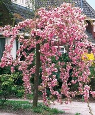 Cheal's Weeping Flowering Cherry Tree 5-6ft In 3L Pot, P.Serrulata Kiku Shidare