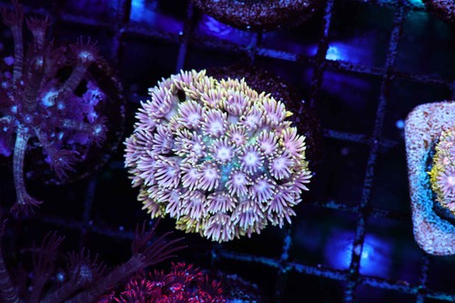 Blue yellow goniopora - blue,
