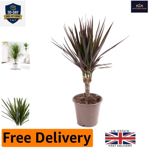 Real dragon tree - real, indoor