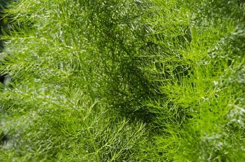 Fennel green seeds - green, 200