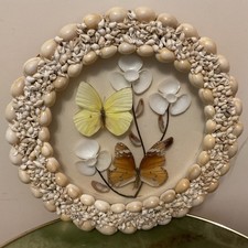 Vintage Seashell Collage