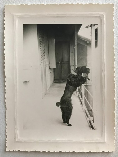 Antique photo vintage - photo,