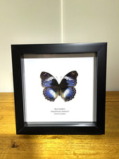 Blue Diadem (Hypolimnas salmacis) Butterfly in Frame Insect Taxidermy