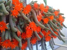 Peanut cactus 10x plants - peanut,