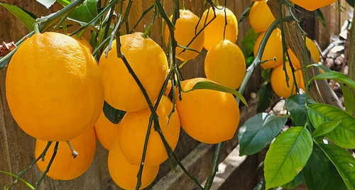 Improved meyer lemon scion - improved,