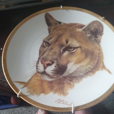 Puma - Great Cats Of The World