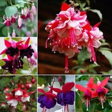 100 Fresh Seeds Fuchsia Seeds
