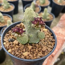 4-5CM Succulent Cactus Plant