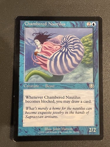 Chambered nautilus mercadian - chambered,