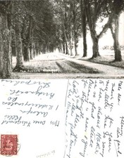 Vintage Postcard - The Avenue
