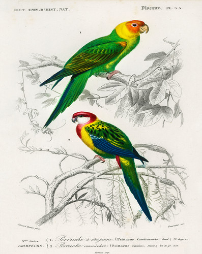 Colorful parrots poster - colorful,