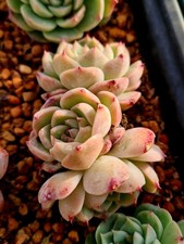 Echeveria Red Velvet succulent