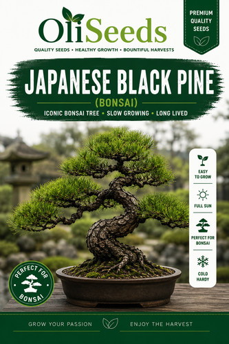 Japanese black pine tree - black,