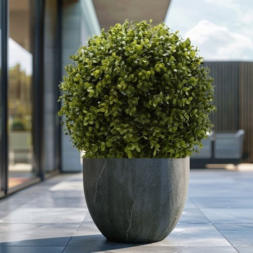 Buxus ball plant evergreen - ball,