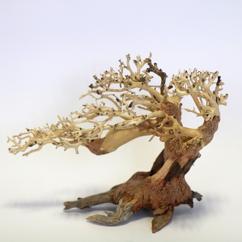 Romantic bonsai wood small - romantic,