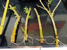 Weeping Willow Tree Rooted