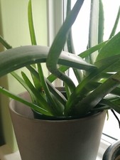 1 Healthy 10-20cm bare rooted Aloe Vera baby plant evergreen medical houseplant