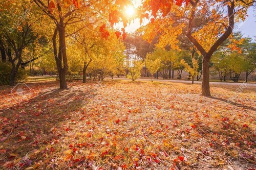 Sugar maple tree seeds - maple,