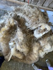 Icelandic fleece NICE, Raw
