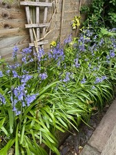 Hyacinthoides hispanica