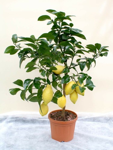 Very juicy lemon - 🍋,