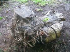 STUMPERY - LargeTree Stump - garden feature - 2 of 3