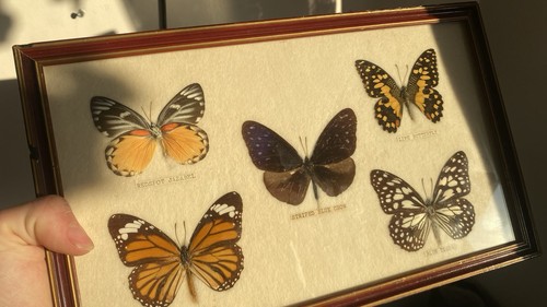 1987 thailand taxidermy - 1987,