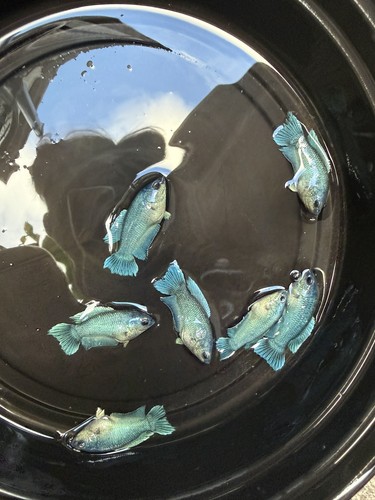 Live betta paradise fish - fish, (