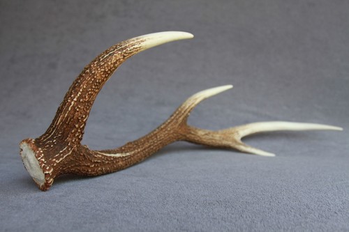 Sika deer antler - sika, naturally