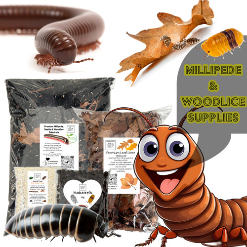 Bugznbits millipede woodlice - bugznbits, &
